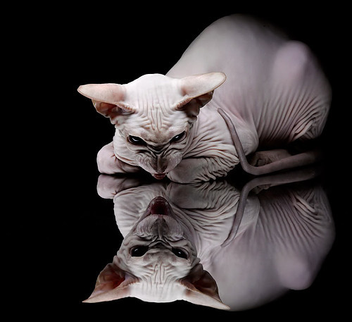 哈弗茨双响难救主！墨西哥神秘军团上演欧冠惊天逆转