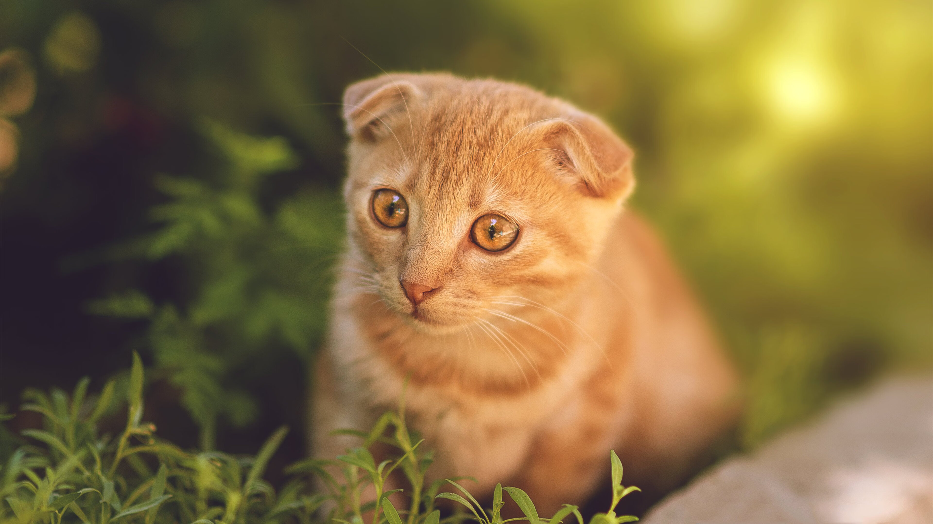 开云体育平台APP-赛场双面镜，当印尼军团刺破神话，马琳独自越过山丘