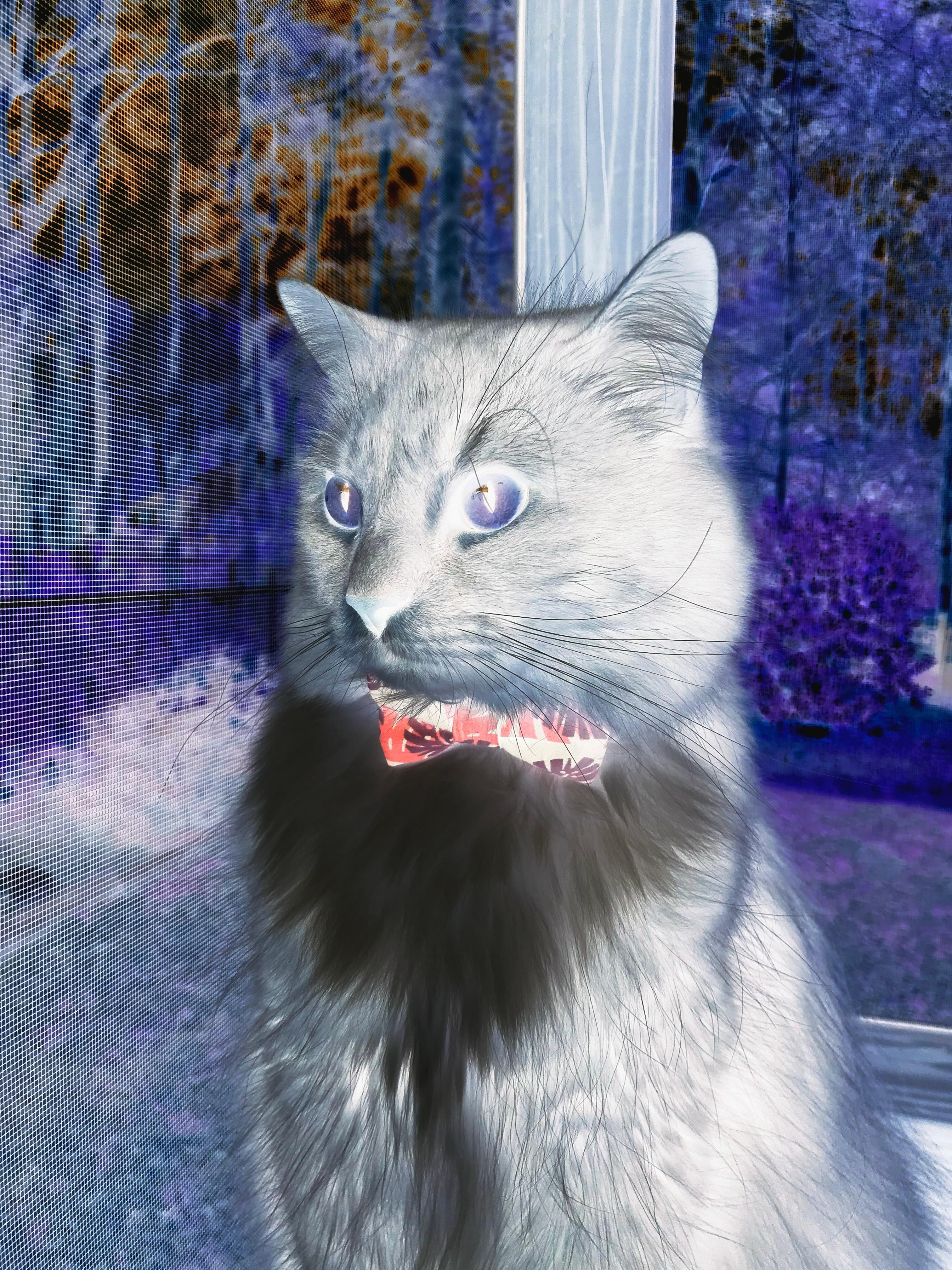 霍勒迪锁死国王，广东队用东方铁血改写篮球世界版图