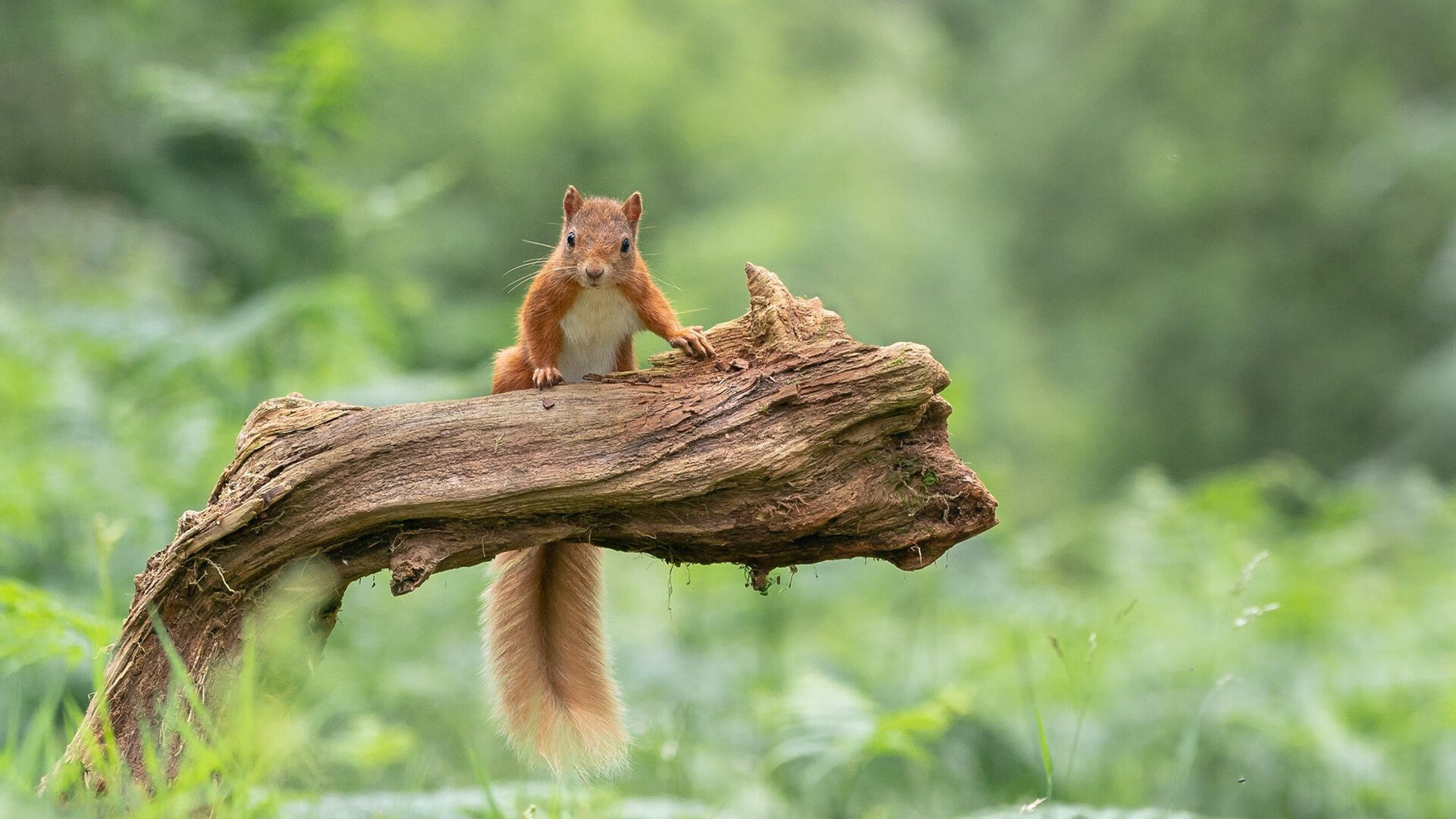 开云体育在线-东契奇跨越大洋的屠龙术，当独行侠在深圳主场种下斯洛文尼亚的雪