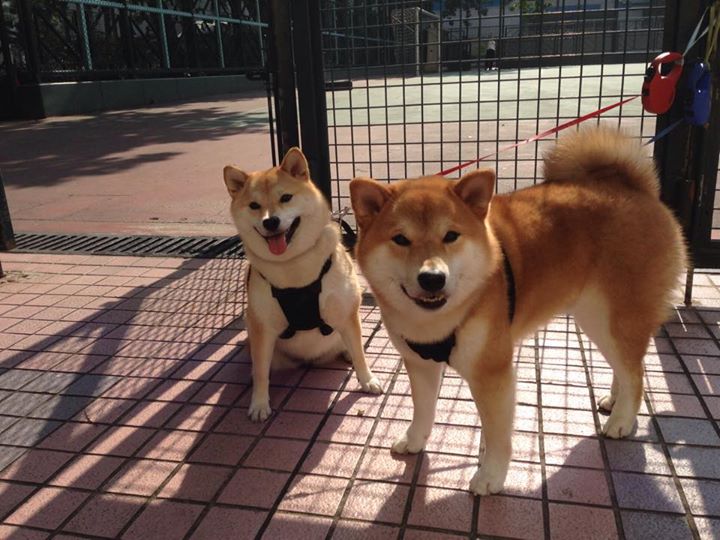 北非壁垒在亚平宁烈焰中崩塌,楚阿梅尼三记重炮改写突尼斯命运