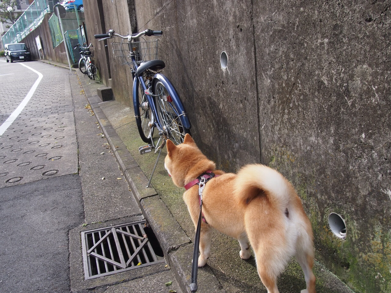 钢铁防线上的唯一答案，德里赫特在土耳其的硝烟中完成自我正名
