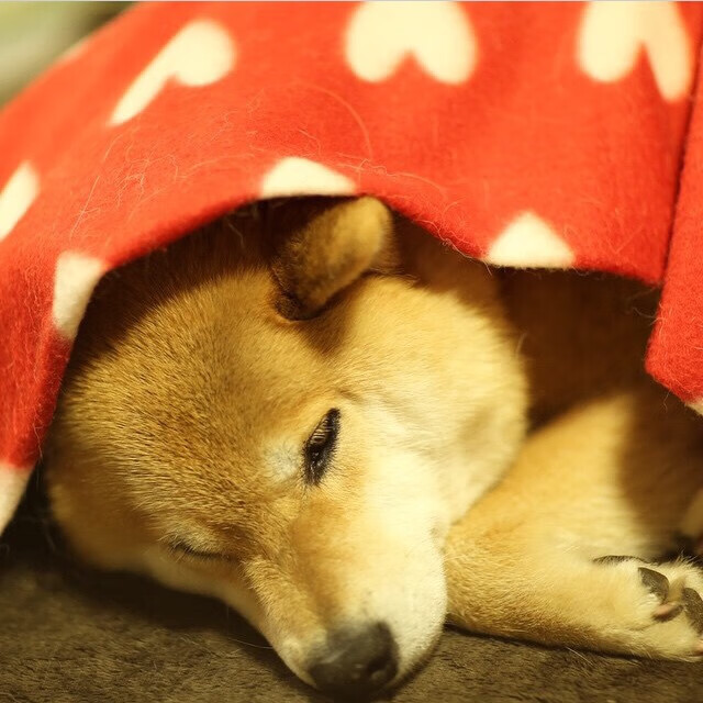 格纳布里爆发闪耀绿茵，塞内加尔硬仗力克中国—足球之夜的独白