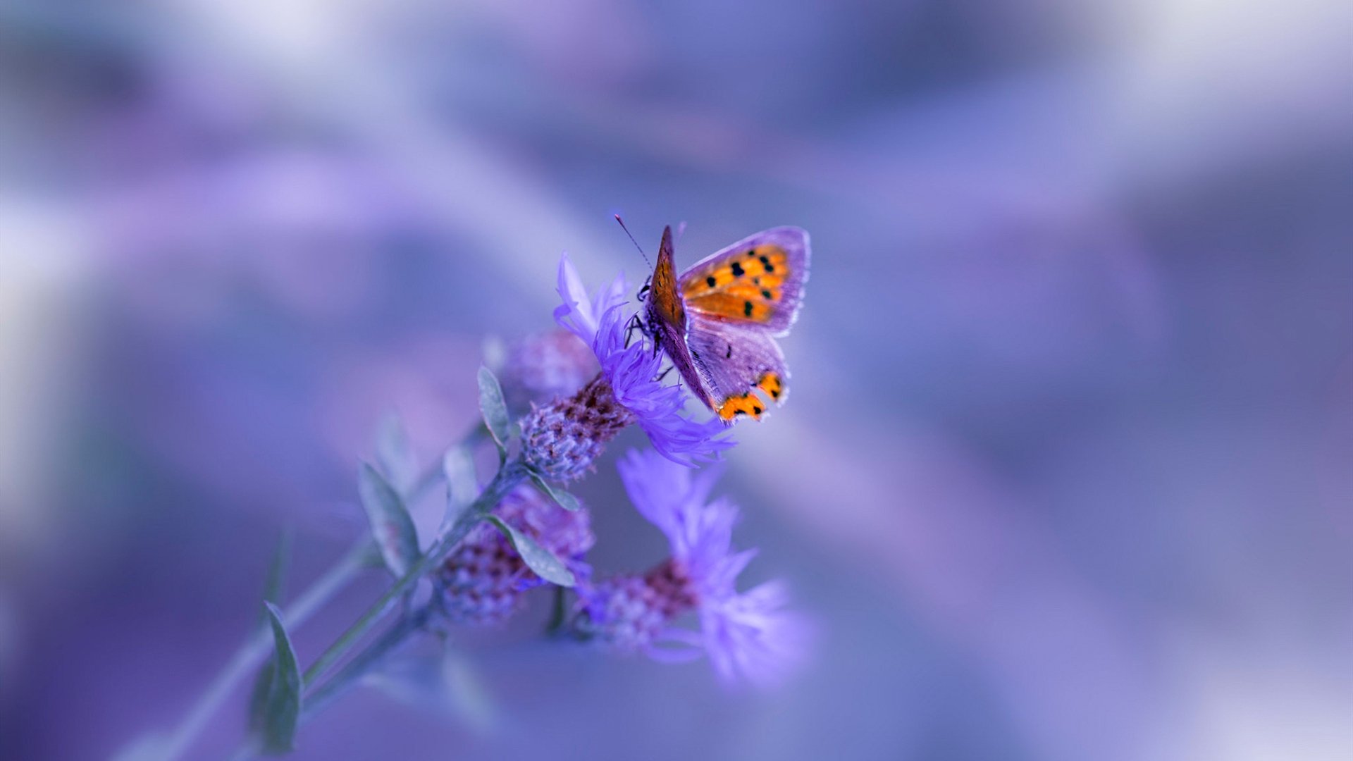 钢铁防线与孤独王座，金玟哉的压制艺术与胜利者的孤寂