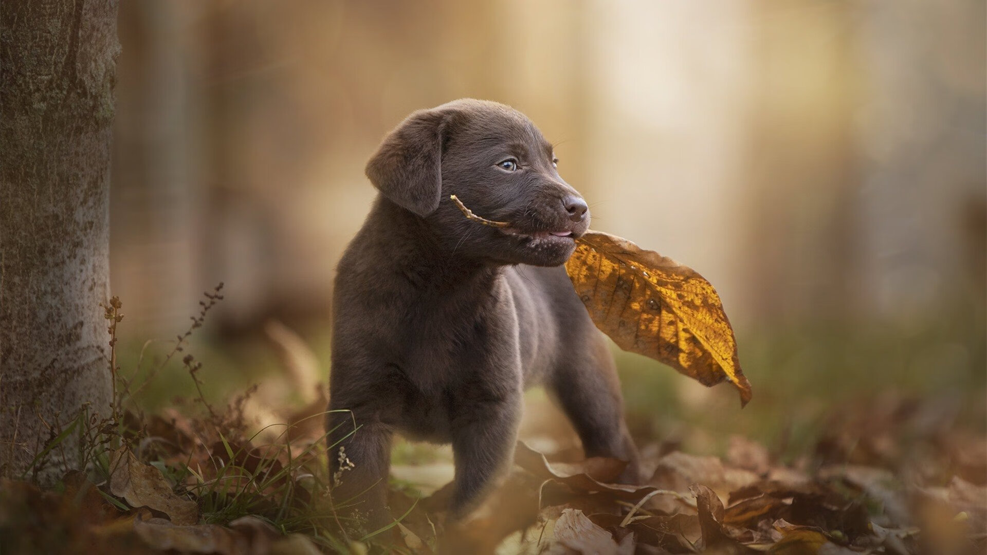 孤独的刺客与铁壁的叹息，京多安一箭穿心，南非式防守下的尤文困局