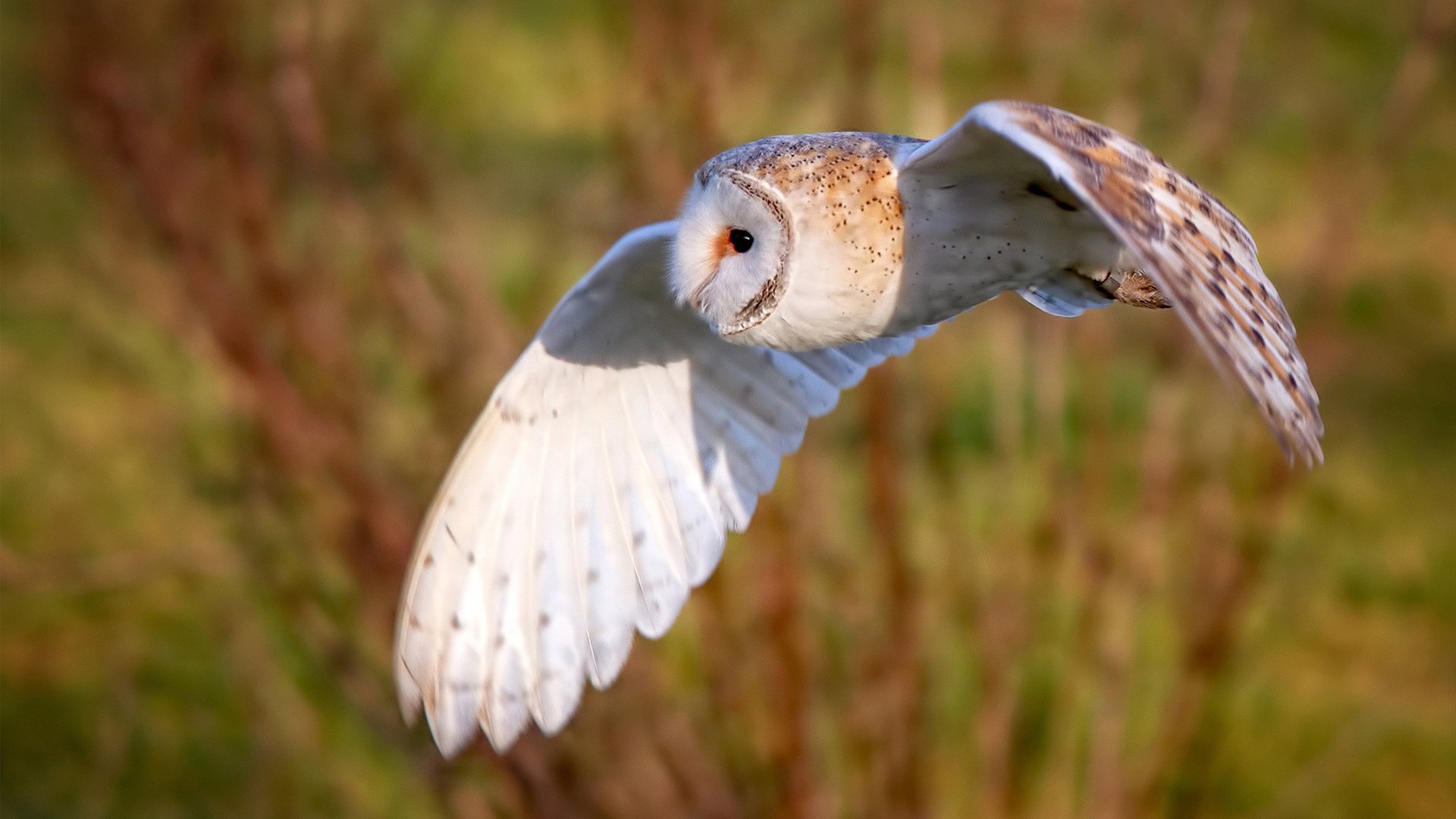 跨界巅峰，富安健洋在阿根廷对阵牙买加慈善赛中铸就生涯之夜