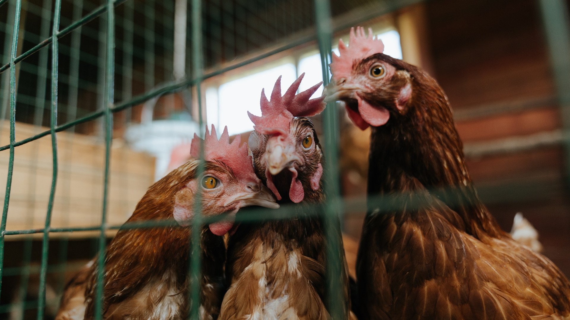 马克西存在感爆棚，深圳队上演逆转好戏击败凯尔特人