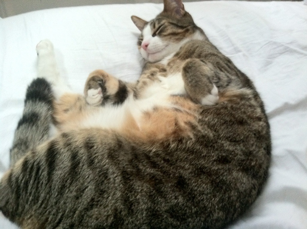 开云体育在线-钢铁黄蜂，当恩比德的统治力诠释新时代的翻盘艺术