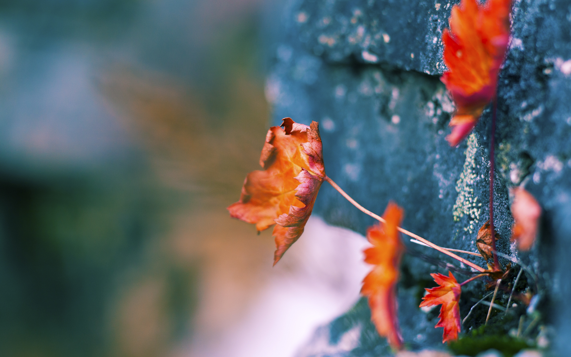 开云体育中国-足球与篮球的交汇，一场跨越大洲的体育精神之战