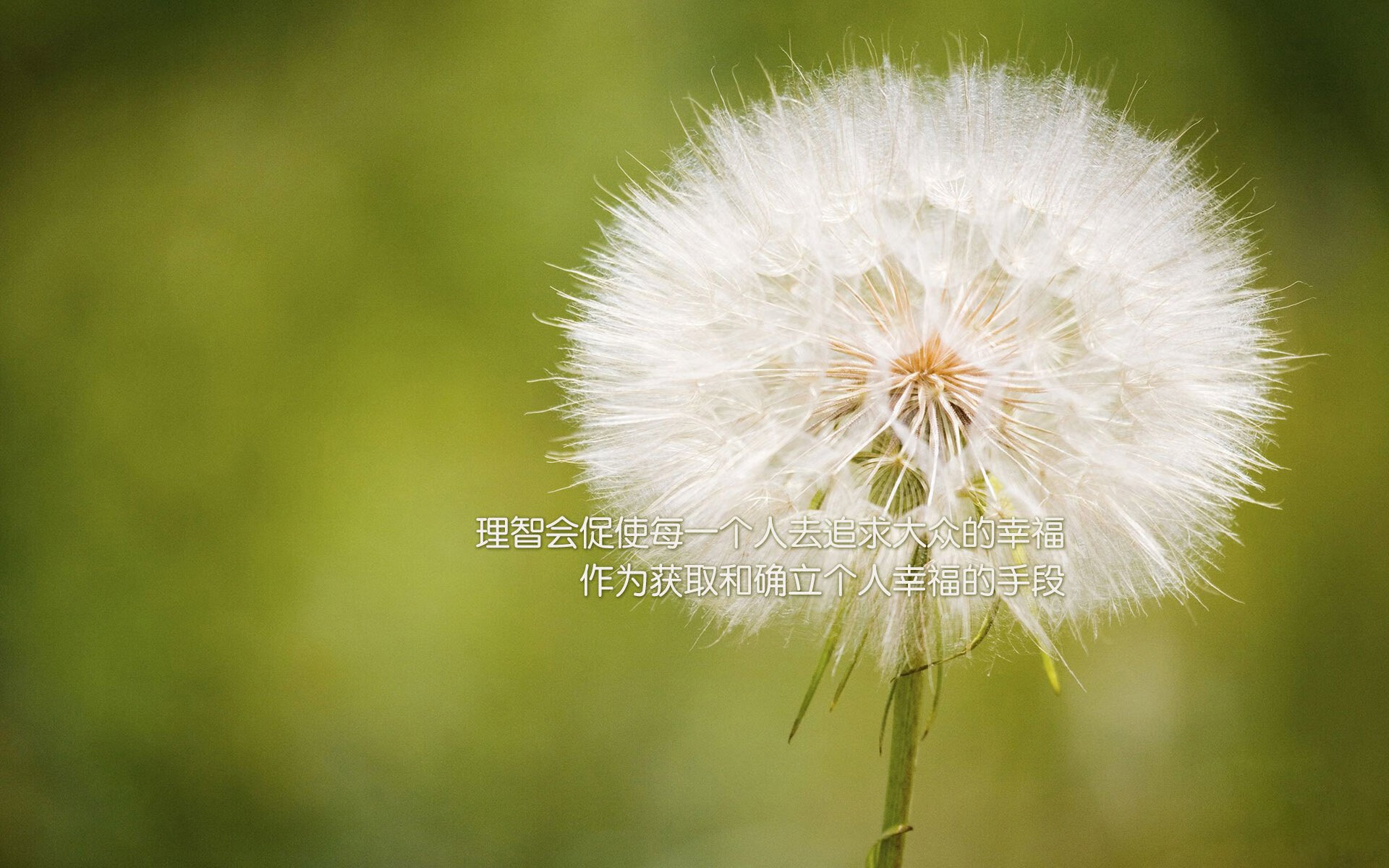 绿茵双响炮，努涅斯破茧与埃及铁血—实力，是唯一的证词